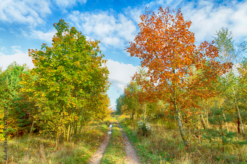 Road Landscape autumn time, colourful trees and amazing blue sky with clouds, sunny day