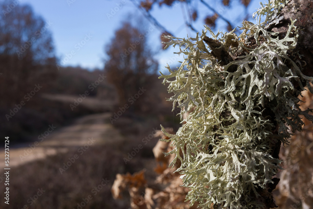 Detail of lichens on the branch of an oak tree and mount landscape background with sky and dirt road out of focus Detail of lichens on the branch of an oak tree and mount landscape background with sky and dirt road out of focus