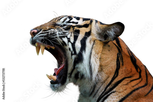 Obraz na plátně Closeup head sumateran tiger