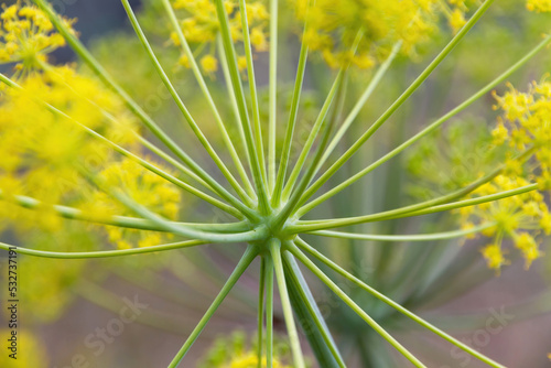 Detail of umbel or inflorescence of umbelliferous plant with rays from which yellow flowers emerge photo