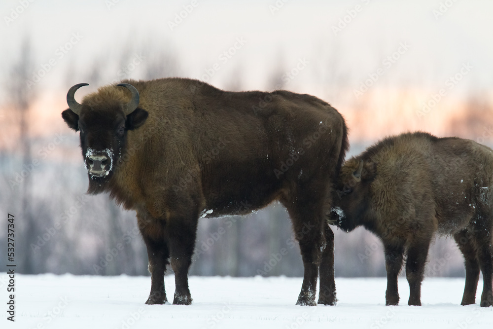 Mammals - wild nature European bison ( Bison bonasus ) Wisent herd standing on the winter snowy field North Eastern part of Poland, Europe Knyszynska Forest Mammals - wild nature European bison ( Bison bonasus ) Wisent herd standing on the winter snowy field North Eastern part of Poland, Europe Knyszynska Forest