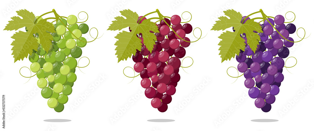 Set Fresh bunch of grapes purple White and Rose Set Fresh bunch of grapes purple White and Rose