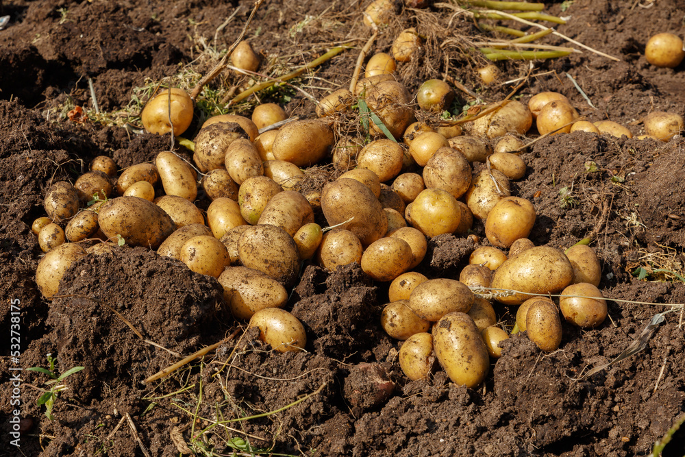 Pile of newly harvested potatoes on field. Harvesting potato roots from soil in homemade garden. Pile of newly harvested potatoes on field. Harvesting potato roots from soil in homemade garden.