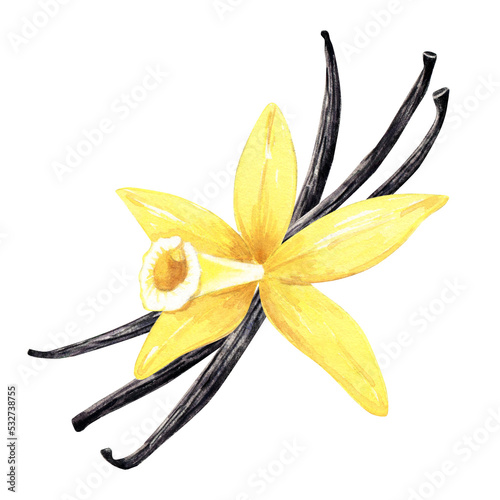 Watercolor yellow vanilla flower and dried beans. Illustration of blooming flower and aroma sticks. Hand drawn isolated flavor ingredient for recipe, label, packaging design.