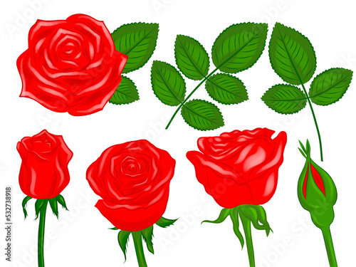 isolated set of red roses buds