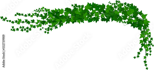 Foto Ivy creeper green climbing liana isolated branch