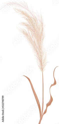 Wild pampas grass decoration, soft leaves branch photo