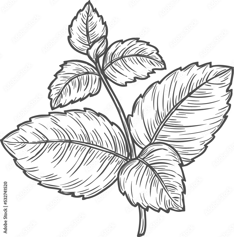 Sketch mint leaves on stem, vector peppermint Sketch mint leaves on stem, vector peppermint