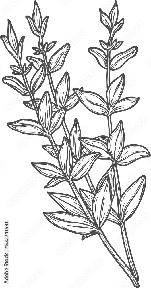 Sketch thyme herb branches, fresh aromatic spice Sketch thyme herb branches, fresh aromatic spice