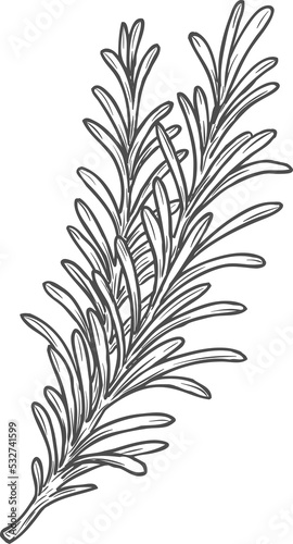 Sketch rosemary herb branch  isolated condiment