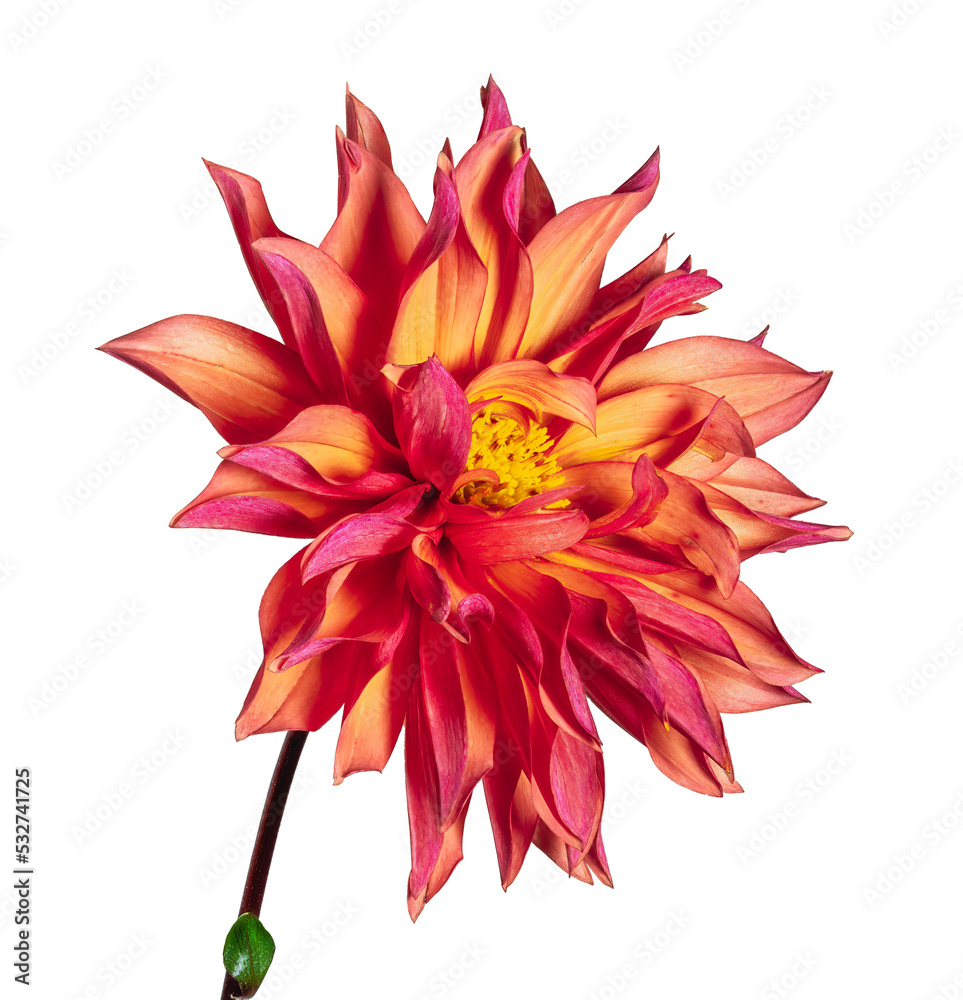 Isolated red dahlia flower blossom