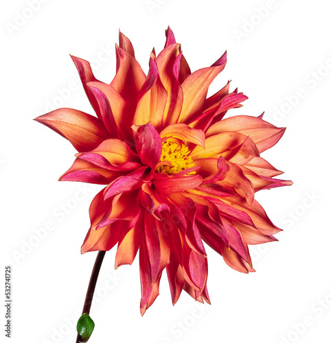 Obraz na płótnie Isolated red dahlia flower blossom w salonie