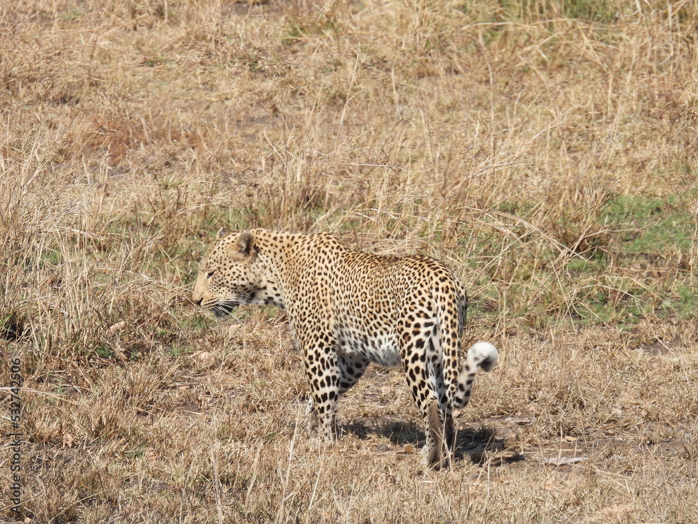 Obraz premium Kruger 2