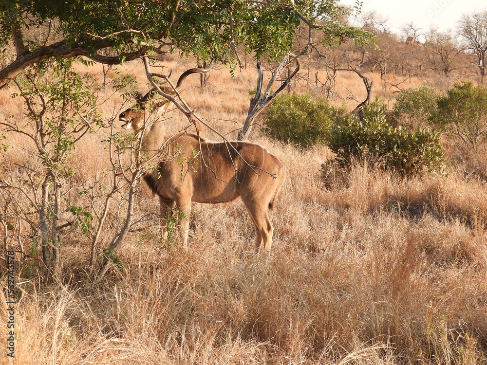 Kruger Park Kruger Park