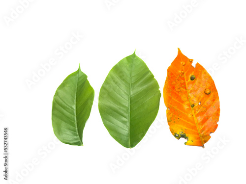 orange leaf isolated on white