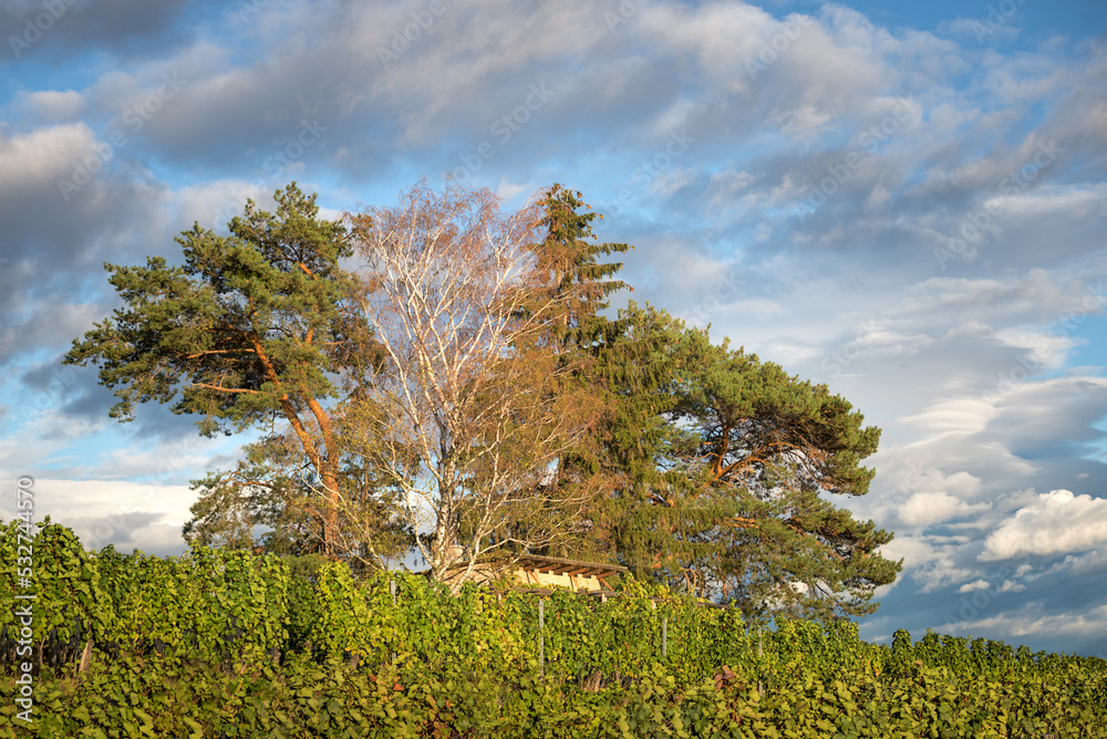 Obraz premium austrian burgenland vineyard with island of trees and hut