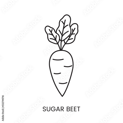 Sugar beet icon line in vector, illustration of the product from which sugar is made.