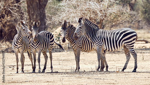 Zebras im Mana Pools Nationalpark in Simbabwe