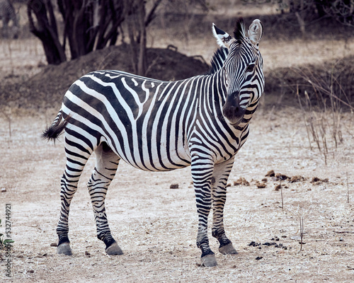 Zebras im Mana Pools Nationalpark in Simbabwe