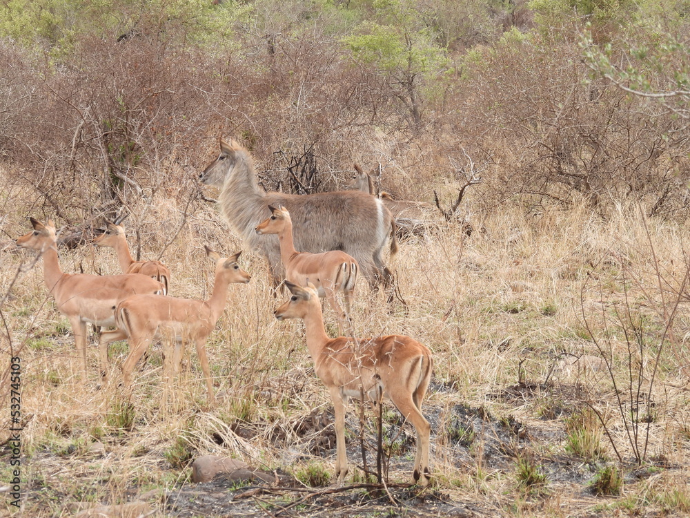 Kruger national park 