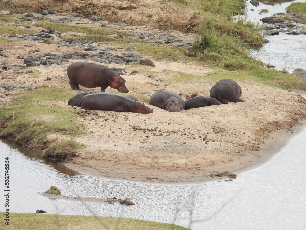 Fototapeta premium Kruger Park 