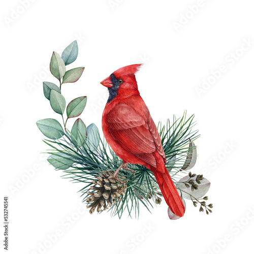 Red cardinal bird with pine and eucalyptus branches Fototapet
