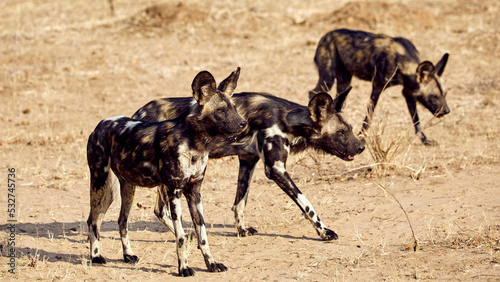 Wildhunde im Mana Pools Nationalpark