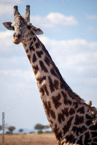 Canvas Print giraffe in the wild