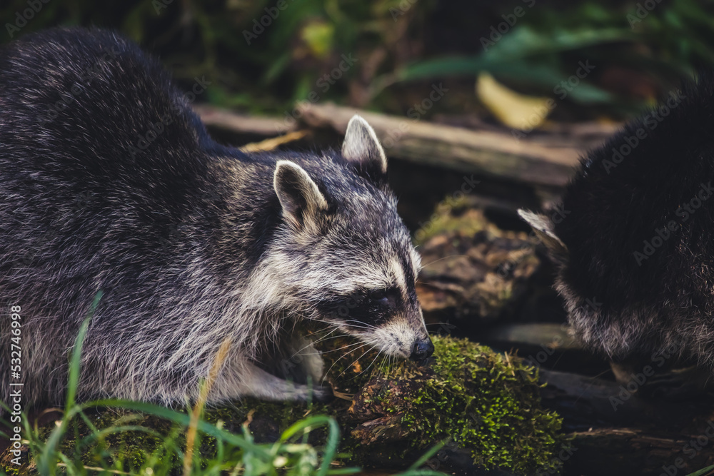 Waschbär sucht nach Futter