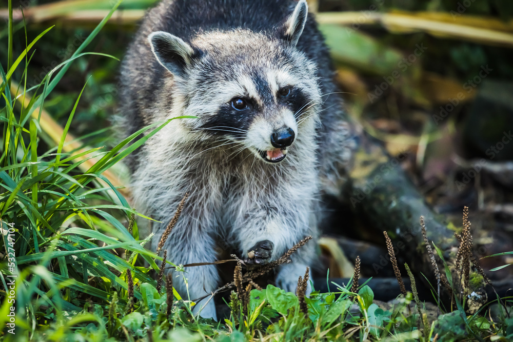 Naklejka premium Waschbär am Fressen