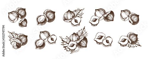 Set with hazelnuts and leaves on a white background. Hand drawn vector illustration.