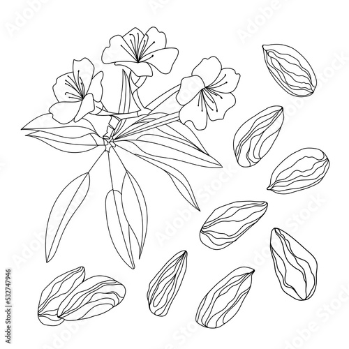 Set with almonds, leaves, flowers on a white background. Hand drawn vector illustration.