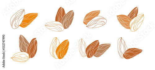 Set of  almond on white background. Hand drawn vector illustration.