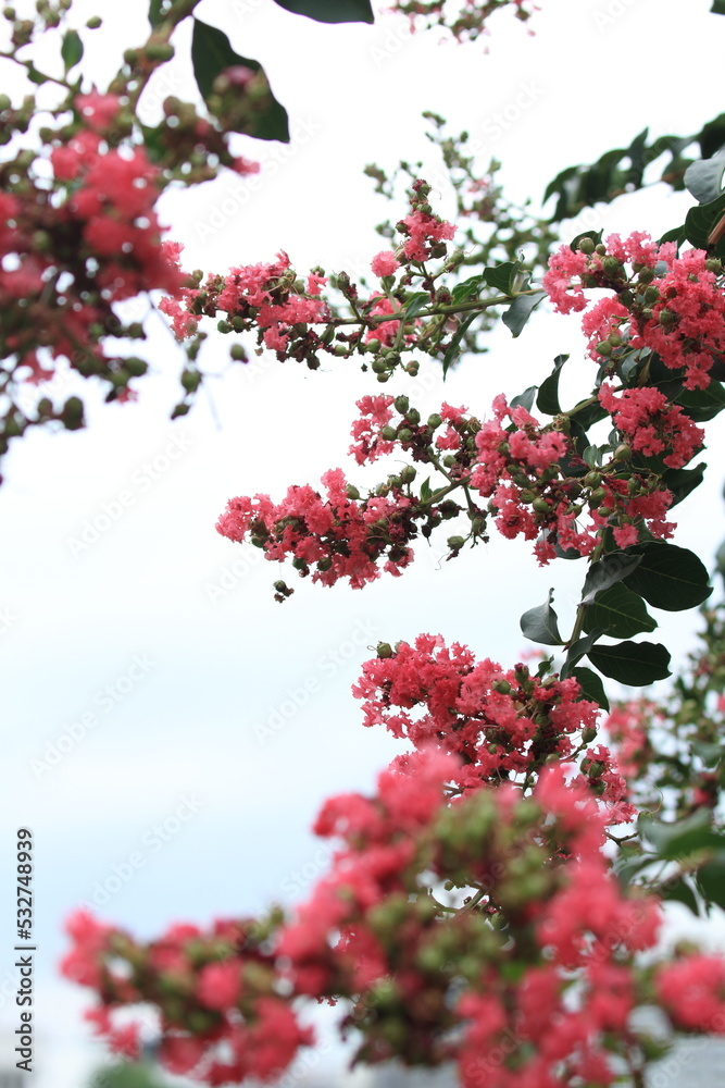 crape myrtle