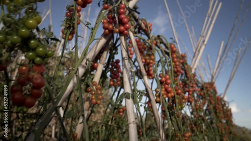 Wallpaper Mural tomato plants with small tomatoes ready for harvesting hanging on canes in the Alpujarra of Granada Torontodigital.ca