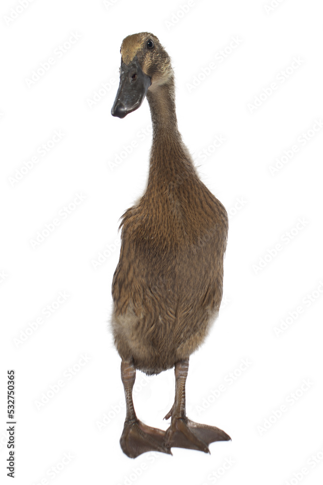 Yellow duck Yellow duck