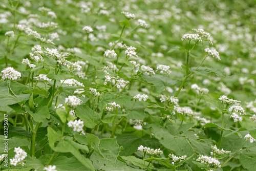蕎麦の花