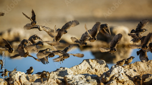 Flock of Sociable Weaver in flight over waterhole in Kgalagadi transfrontier park, South Africa  specie Philetairus socius family of Ploceidae © PACO COMO
