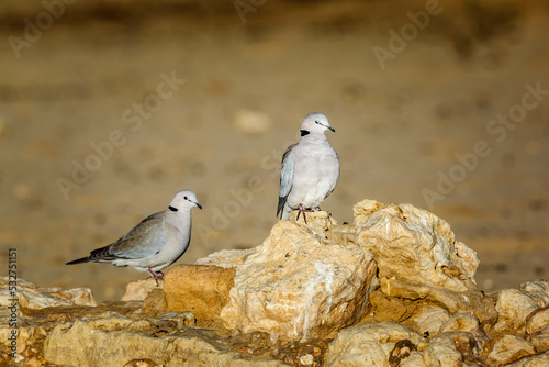 Two Ring-necked Dove standing on rock in desert area in Kgalagadi transfrontier park, South Africa ; Specie Streptopelia capicola family of Columbidae