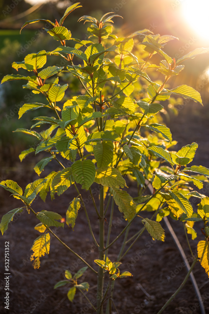 Kratom leaves contain chemicals that act on the nervous system. Kratom leaves contain chemicals that act on the nervous system.