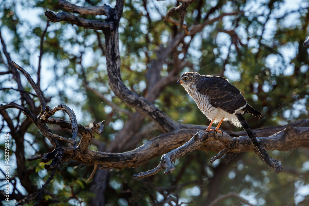 Gabar Goshawk juvenile standing on a branch in Kgalagadi transfrontier park, South Africa; specie Micronisus gabar family of Accipitridae Gabar Goshawk juvenile standing on a branch in Kgalagadi transfrontier park, South Africa; specie Micronisus gabar family of Accipitridae