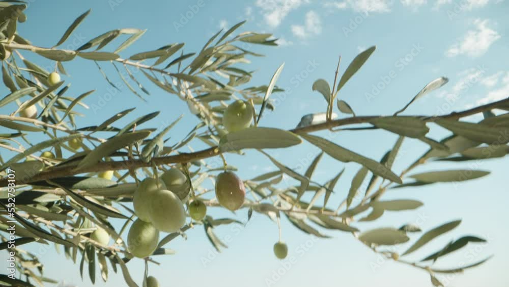 green olives on a tree, against a blue sky. The wind shakes the branches. One olive in oil. green olives on a tree, against a blue sky. The wind shakes the branches. One olive in oil.