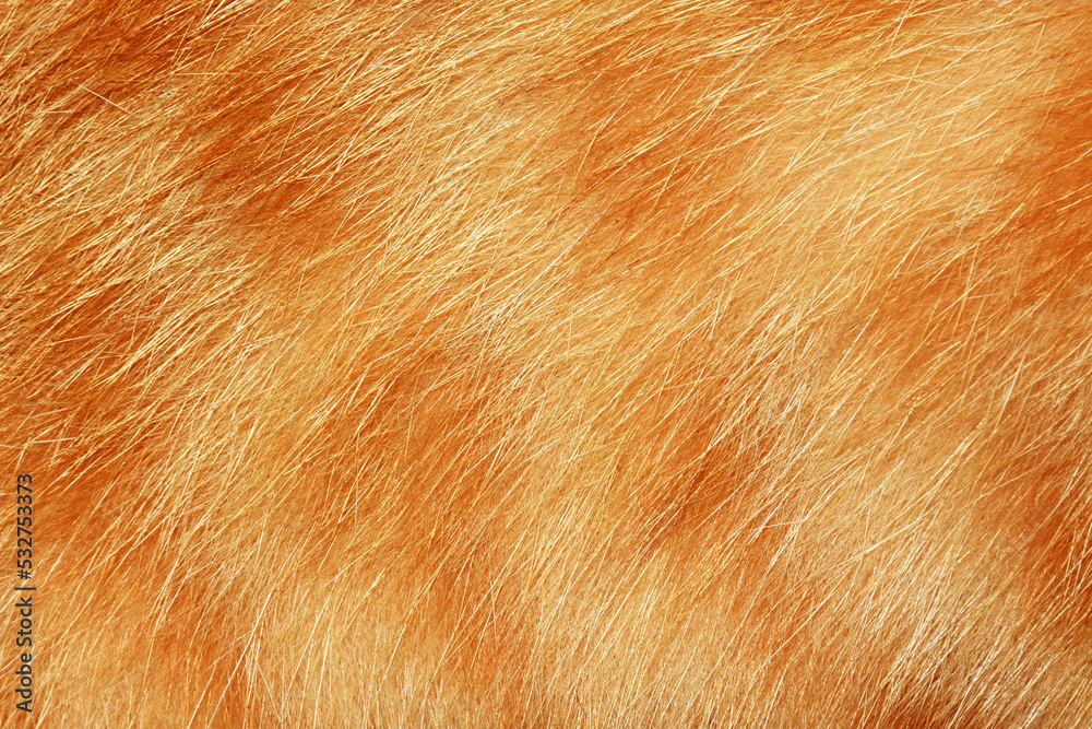 Orange cat hair, full frame orange fur, for the background. Orange cat hair, full frame orange fur, for the background.
