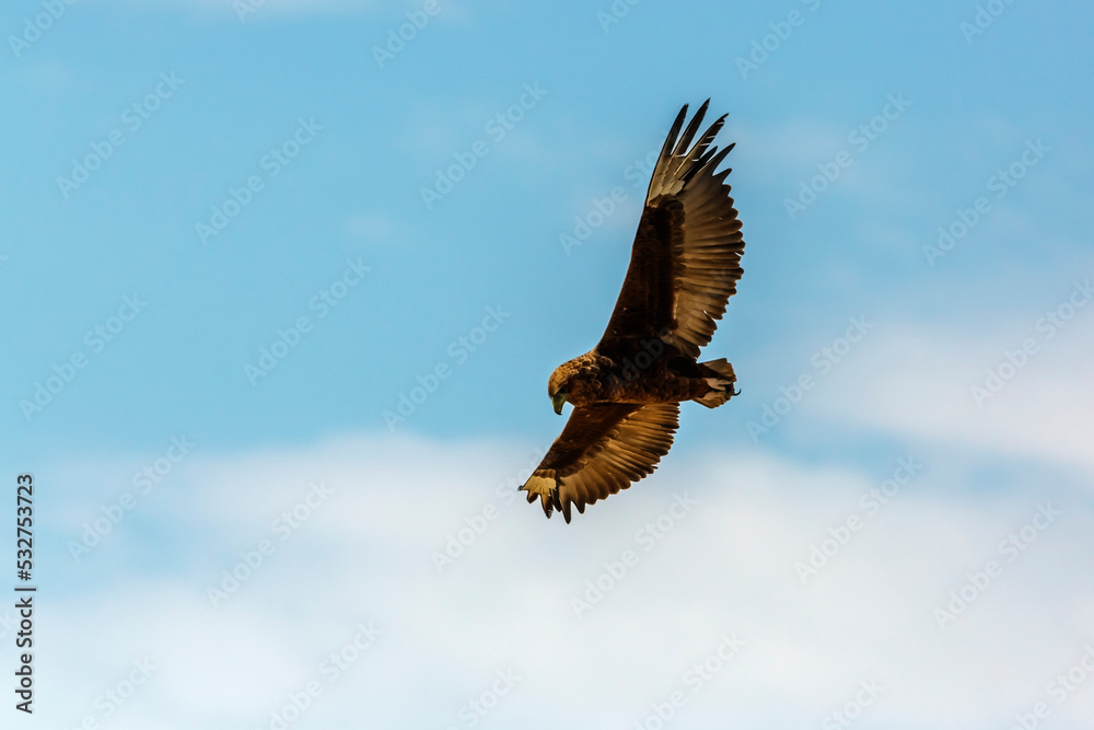 Obraz premium Bateleur Eagle juvenile in flight isolated in blue sky in Kgalagadi transfrontier park, South Africa ; Specie Terathopius ecaudatus family of Accipitridae