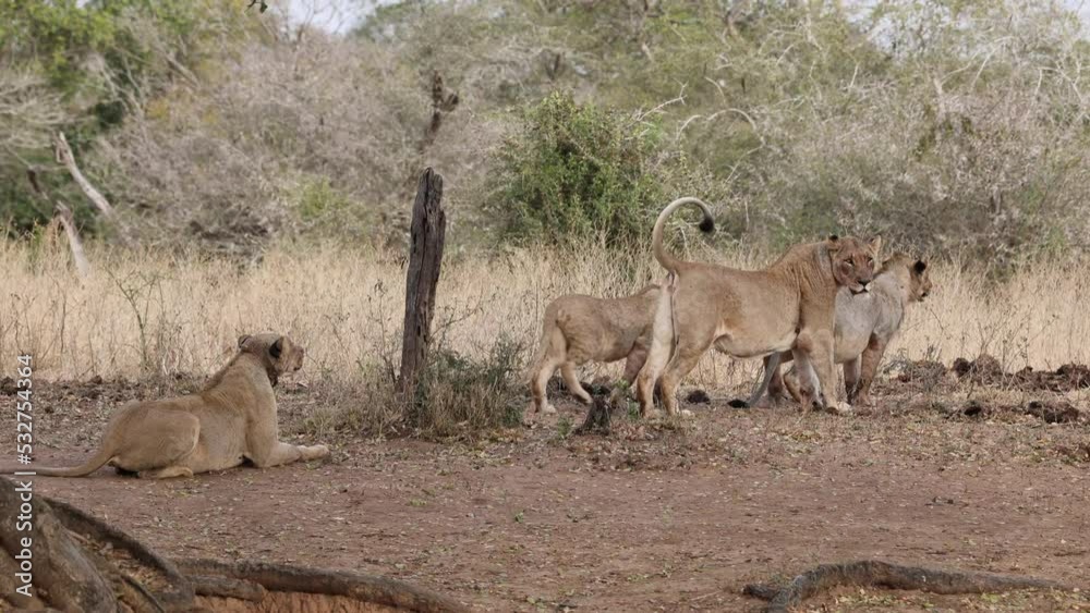 lions when there is an opportunity to hunt lions when there is an opportunity to hunt