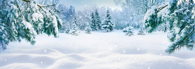 An amazingly beautiful fairy-tale panorama of the nature of a winter forest with shaggy snow-covered firs, deep snowdrifts and light snowfall.