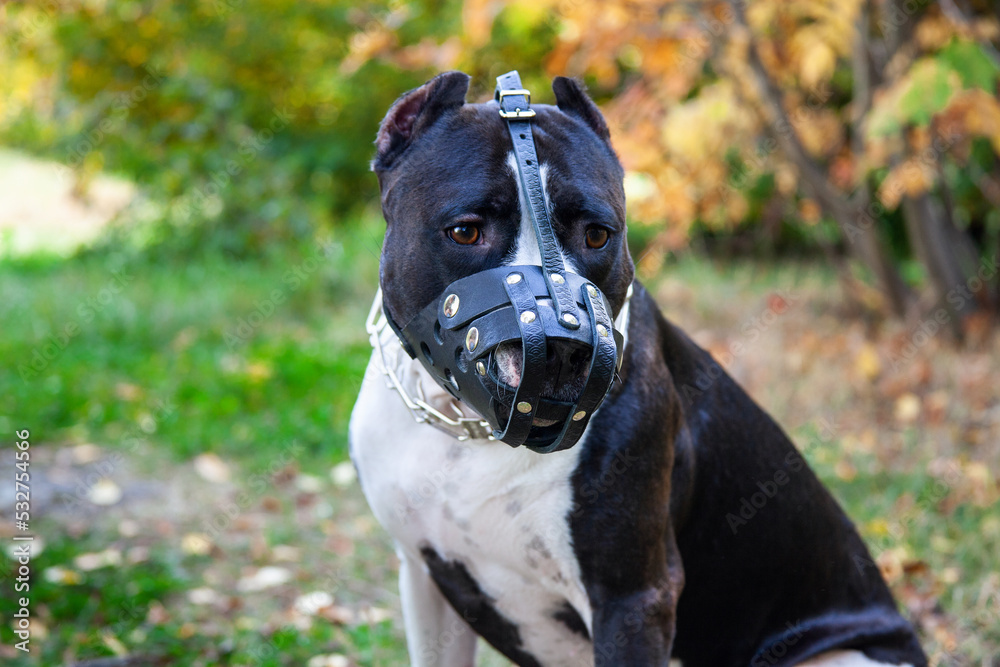 American staffordshire terrier dog wearing black leather muzzle.