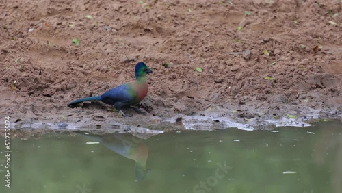 Purple crested turaco drinking water photo