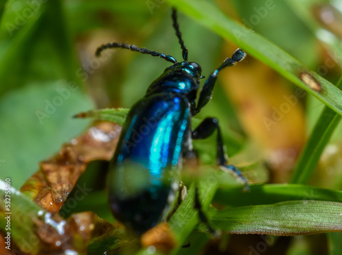 Altica sp. Beetle