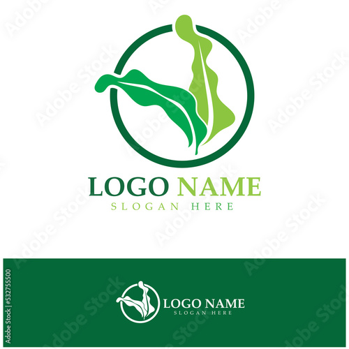 Seaweed vector logo icon illustration design.includes seafood,natural products,florist,ecology,wellness,spa.